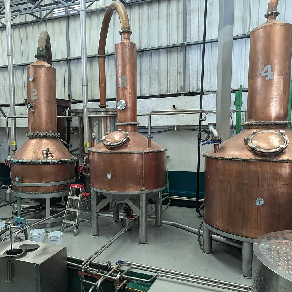 Partial view of a tequila plant